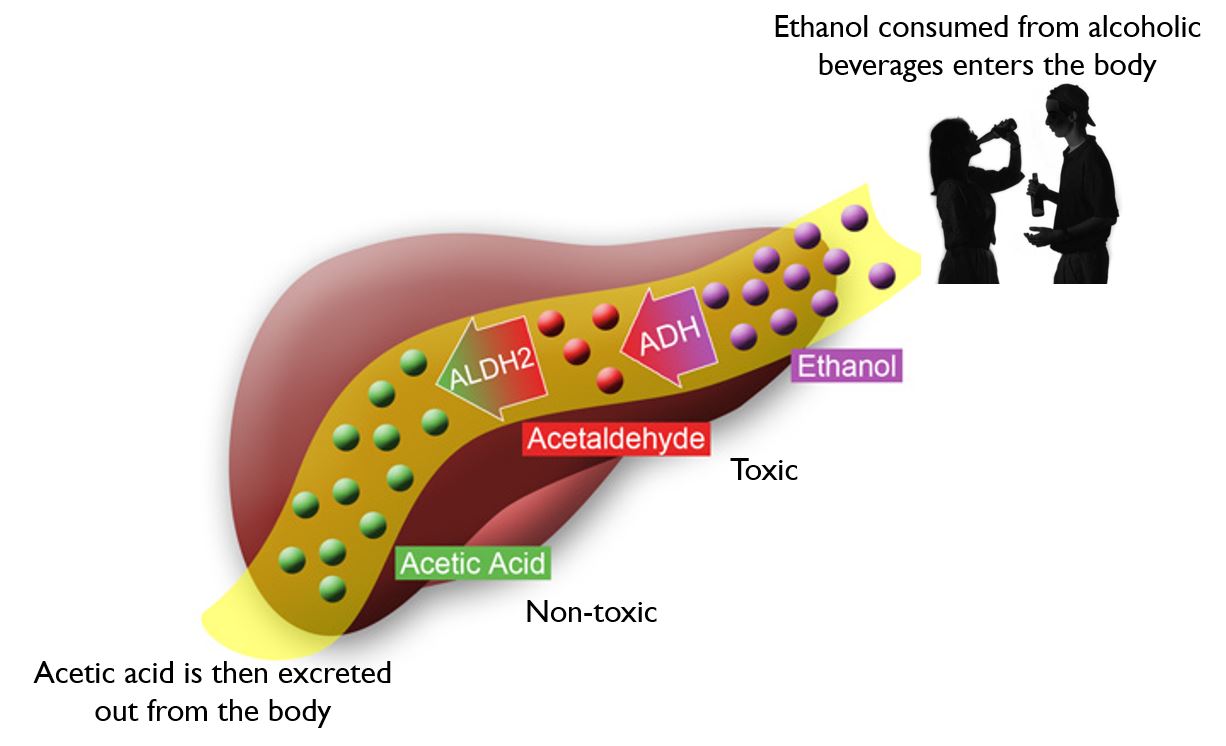 Alcohol Metabolism